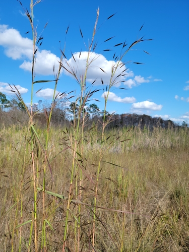 Hyparrhenia rufa image