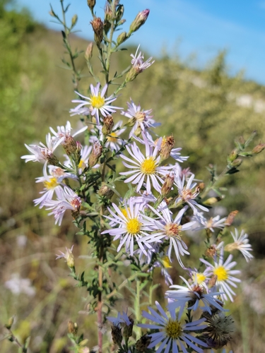 Image of Symphyotrichum fontinale by (c) Jay Horn, some rights reserved (CC BY)