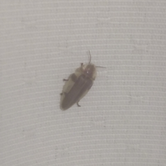Aspisoma aegrotum