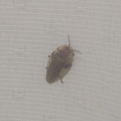 Aspisoma aegrotum