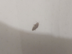 Aspisoma aegrotum