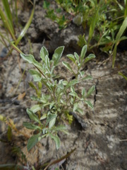 Hesperevax sparsiflora