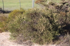 Hakea anadenia