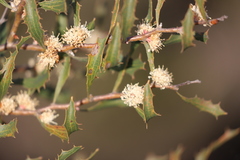 Hakea anadenia