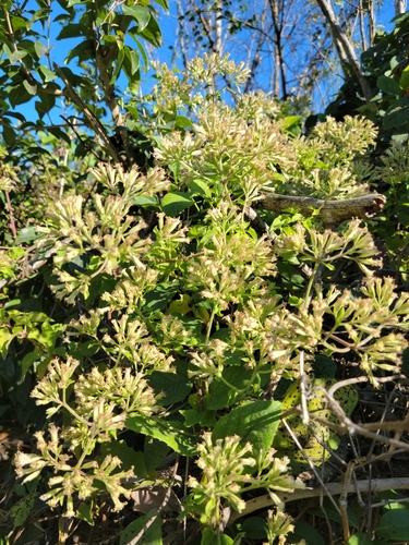 Cipó-cabeludo (Mikania cordifolia)