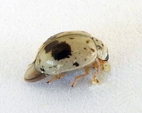 Blotched Fairy Lady Beetle