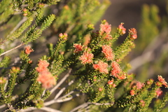 Melaleuca asterocarpa histoclada