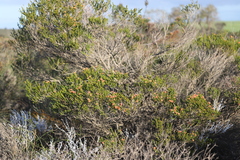 Melaleuca asterocarpa histoclada
