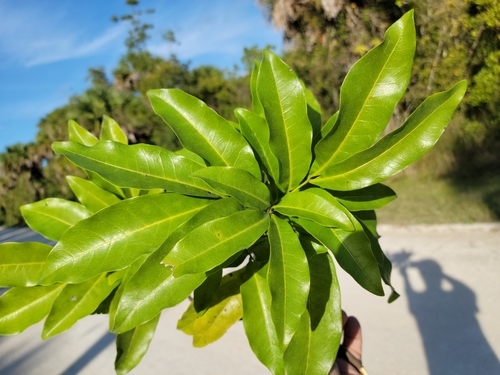 Image of Exothea paniculata by (c) Jay Horn, some rights reserved (CC BY)