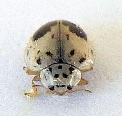 Psyllobora plagiata