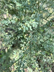 Parkinsonia texana