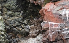 Nycticorax nycticorax obscurus