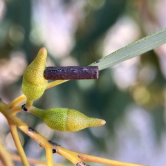 Hemibela