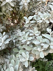 Leucophyllum frutescens