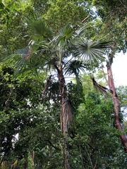 Coccothrinax barbadensis
