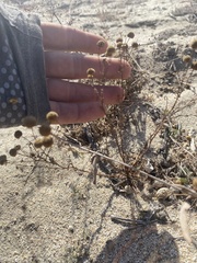 Oncosiphon pilulifer