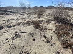 Oncosiphon pilulifer