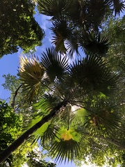 Coccothrinax barbadensis