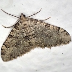 Nebula ibericata