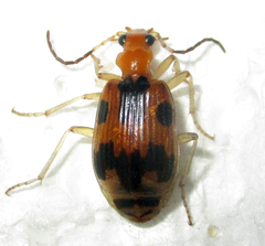 Brachinus nobilis