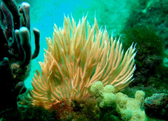 Sphaerokodisis australis