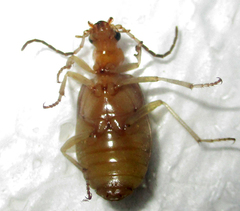 Brachinus nobilis