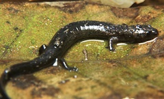 Stereochilus marginatus