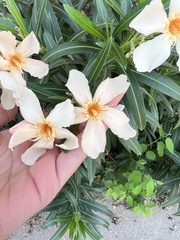 Nerium oleander