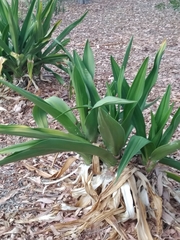 Agave maximiliana