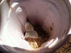 Notiosorex crawfordi