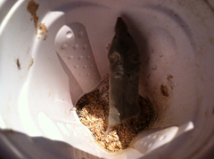 Notiosorex crawfordi