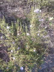 Leucophyllum pringlei