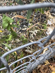 Golovinomyces sonchicola