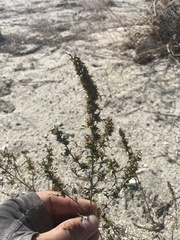 Ambrosia acanthicarpa