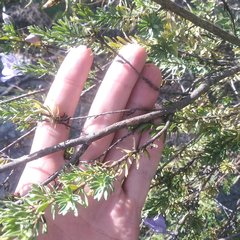 Leucophyllum pringlei