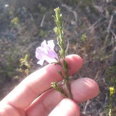 Leucophyllum pringlei