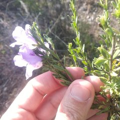 Leucophyllum pringlei