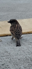 Passer domesticus