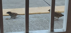 Passer domesticus