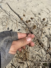 Oncosiphon pilulifer