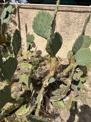 Opuntia lindheimeri