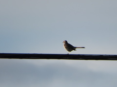 Mimus polyglottos image