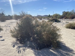 Lepidospartum squamatum