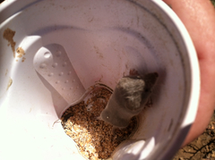 Notiosorex crawfordi