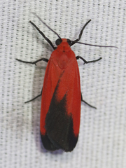 Ptychoglene coccinea