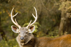 Rusa unicolor