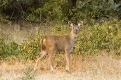 Rusa unicolor