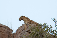 Panthera pardus fusca
