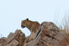 Panthera pardus fusca