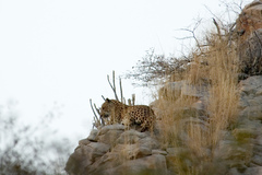 Panthera pardus fusca